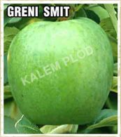 Prodaja sadnica jabuka Greni smit
