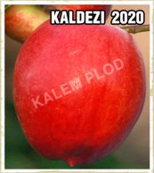 Prodaja sadnica nektarina Kaldezi 2020
