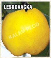 Sadnice dunja Leskovacka