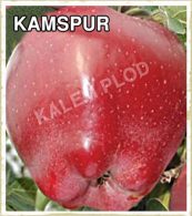 Sadnice jabuka Kamspur