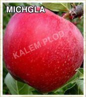 Sadnice jabuka Michgla