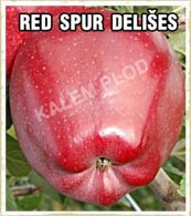 Sadnice jabuka Red spur delises