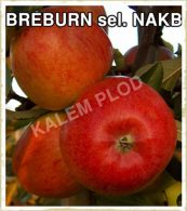 Sadnice voca jabuka Breburn sel nakb