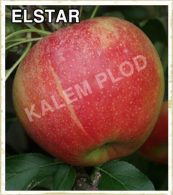 Sadnice voca jabuka Elstar