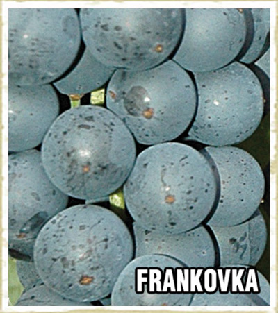 Vinova loza Frankovka